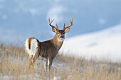 White-tailed Deer (Odocoileus virginianus) buck, western Montana
