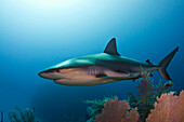 Caribbean Reef Shark (Carcharhinus perezii) swimming over coral reef, Jardines de la Reina National Park, Cuba