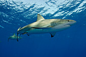 Silky Shark (Carcharhinus falciformis), Jardines de la Reina National Park, Cuba