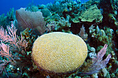 Brain Coral (Diploria labyrinthiformis) on reef, Jardines de la Reina National Park, Cuba