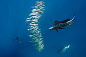 Atlantic Sailfish (Istiophorus albicans) hunting Round Sardinella (Sardinella aurita), Isla Mujeres, Mexico