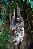 Brown-throated Three-toed Sloth (Bradypus variegatus) mother with newborn baby climbing down vines, Aviarios Sloth Sanctuary, Costa Rica