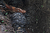 Oilbird (Steatornis caripensis) nesting, Sierra Nevada de Santa Marta National Park, Colombia