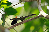 Golden-headed Manakin (Pipra erythrocephala) female courting male, Sierra Nevada de Santa Marta, Colombia