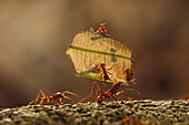 Leafcutter Ant (Atta sp) group carrying leaf, Sierra Nevada de Santa Marta, Colombia