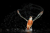 Common Kingfisher (Alcedo atthis) coming out of water with fish, Hessen, Germany