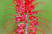 Grevillea (Grevillea dryandri) flower, Kakadu National Park, Australia