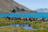 Caribou (Rangifer tarandus) herd, Jason Harbor, South Georgia Island