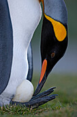 King Penguin (Aptenodytes patagonicus) adjusting egg balanced on its feet, King Edward Point, South Georgia Island