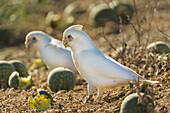 Little Corella (Cacatua sanguinea) pair feeding on fallen fruit, Flinders Ranges National Park, Australia