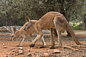 Red Kangaroo (Macropus rufus) male and smaller female, Alice Springs Desert Park, Northern Territory, Australia