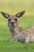 Eastern Grey Kangaroo (Macropus giganteus) female resting in grass, Yuraygir National Park, New South Wales, Australia