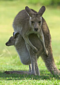 Eastern Grey Kangaroo (Macropus giganteus) female with joey in her pouch, Yuraygir National Park, New South Wales, Australia