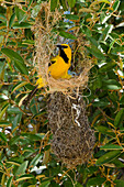 Yellow Oriole (Icterus nigrogularis) building nest, Bonaire, Netherlands Antilles, Caribbean