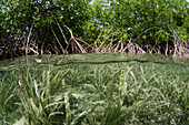 Red Mangrove (Rhizophora mangle) stand, Bonaire, Netherlands Antilles, Caribbean