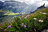 Heath Spotted Orchid (Dactylorhiza maculata) flowers on mountain, Santis Mountain, Alps, Switzerland