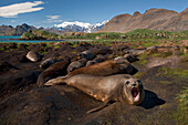 Southern Elephant Seal (Mirounga leonina) female displaying, Jason Harbor, South Georgia Island