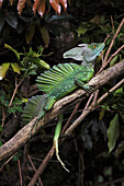 Green Basilisk (Basiliscus plumifrons) male, Selva Verde, Costa Rica