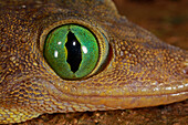 Green-eyed Gecko (Gekko smithi) with pupil fully opened, Lambir Hills National Park, Sarawak, Malaysia