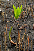 Red Mangrove (Rhizophora mangle) establishing itself between the aerial roots of a Black Mangrove (Avicennia germinans), Twin Cays, Carrie Bow Cay, Belize