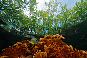 Fire Coral (Millepora alcicornis) growing directly beneath Red Mangroves (Rhizophora mangle), Bastimentos Marine National Park, Bocas del Toro, Panama