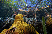 Red Mangrove (Rhizophora mangle) aerial roots providing shelter for school of small fish, Carrie Bow Cay, Belize