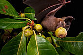 Great Fruit-eating Bat (Artibeus lituratus) feeding on fig, Smithsonian Tropical Research Station, Barro Colorado Island, Panama