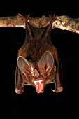 Fringe-lipped Bat (Trachops cirrhosus) in defensive posture, Smithsonian Tropical Research Station, Barro Colorado Island, Panama