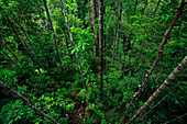 Rainforest seen from 40 meters, Lambir Hills National Park, Sarawak, Malaysia