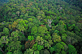 Rainforest canopy, Lambir Hills National Park, Sarawak, Malaysia