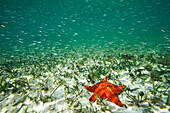 Cushioned Star (Oreaster reticulatus) in seagrass with schooling fish, Twin Cays, Carrie Bow Cay, Belize