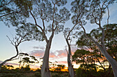 Gum Tree (Eucalyptus sp) group at sunset, Nullarbor Plain, Western Australia, Australia