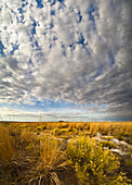 Tall prairie grasses and dark clouds, Malheur National Wildlife Refuge, eastern Oregon