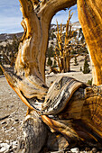 Great Basin Bristlecone Pine (Pinus longaeva), Inyo National Forest, White Mountains, California