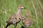 Spotted Thick-knee (Burhinus capensis) with chick, Marievale, South Africa