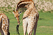 South African Giraffe (Giraffa camelopardalis giraffa) male licking tail, Kalahari, Northern Cape, South Africa