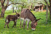 Donkey (Equus asinus) mother grazing with foal in orchard, Bavaria, Germany