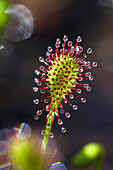 Oblong-leaved Sundew (Drosera intermedia) with dew which attracts and catches prey, Bavaria, Germany