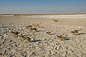 Meerkat (Suricata suricatta) family running across salt pan, Makgadikgadi Pans, Kalahari Desert, Botswana