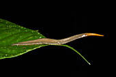 Planarian (Planariidae), Yasuni National Park, Amazon Rainforest, Ecuador