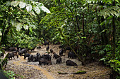 White-lipped Peccary (Tayassu pecari) group foraging in forest clearing, Yasuni National Park, Amazon Rainforest, Ecuador