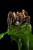 Wandering Spider (Phoneutria sp) with prey, Yasuni National Park, Amazon Rainforest, Ecuador