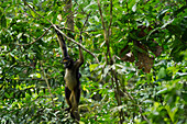 White-bellied Spider Monkey (Ateles belzebuth) and baby hanging from branch, Yasuni National Park, Amazon Rainforest, Ecuador