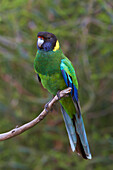 Twenty-eight Parrot (Barnardius zonarius semitorquatus), Darling Range, Western Australia, Australia