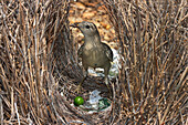 Great Bowerbird (Chlamydera nuchalis) male coating the inside of the bower with fruit pulp, Townsville, Queensland, Australia