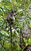 Lumholtz's Tree-kangaroo (Dendrolagus lumholtzi) female, Atherton Tableland, Queensland, Australia