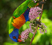 Rainbow Lorikeet (Trichoglossus haematodus) feeding on nectar from flowers, Townsville, Queensland, Australia