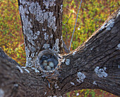 Red-capped Robin (Petroica goodenovii) nest of spider webs and bark camouflaged in the fork of a tree contains three dark blotched blue eggs, Bourke, New South Wales, Australia