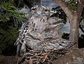 Tawny Frogmouth (Podargus strigoides) with fledgling chicks on stick nest, Townsville, Queensland, Australia