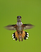 Rufous Hummingbird (Selasphorus rufus) hovering, Stikine River, Alaska